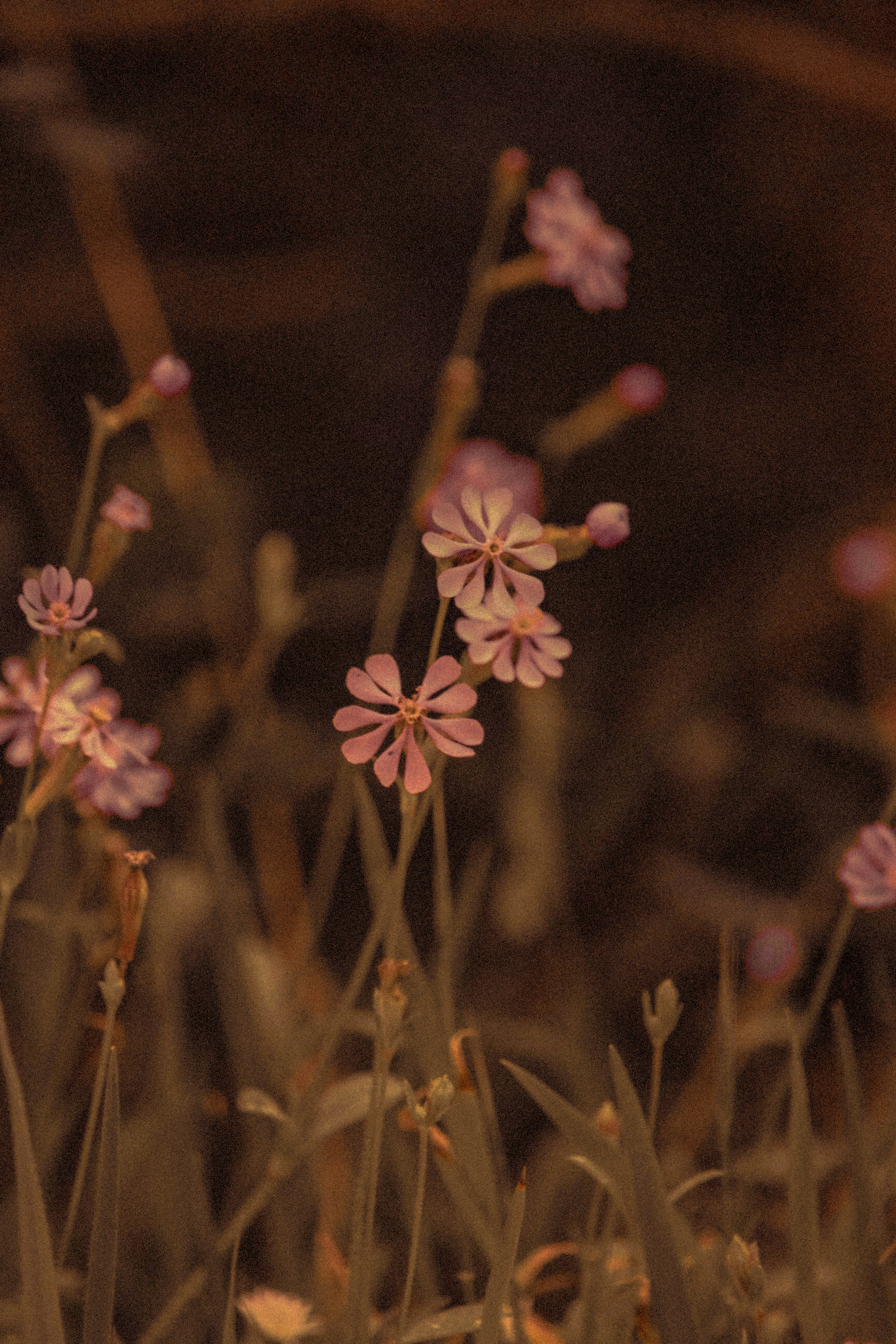 white and brown flower in tilt shift lens